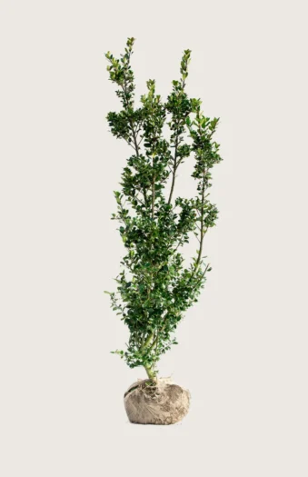 Pihaorjanlaakeri Blue Prince 350cm Tuuhea | Plantinavia