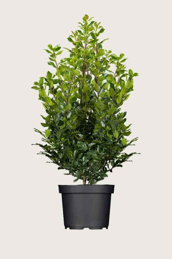 Pihaorjanlaakeri Blue Prince 200cm Hyvin tuuhea | Plantinavia