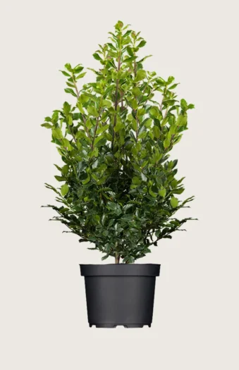 Pihaorjanlaakeri Blue Prince 250cm Hyvin tuuhea | Plantinavia