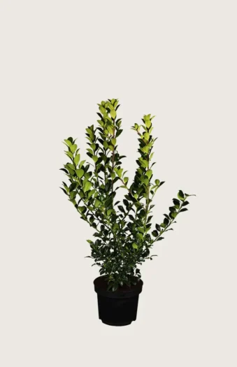 Pihaorjanlaakeri Blue Prince 80cm Hyvin tuuhea | Plantinavia