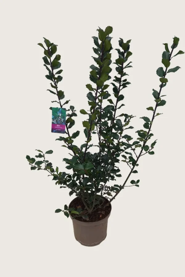Pihaorjanlaakeri Blue Prince 125cm Outlet | Plantinavia