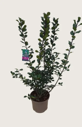 Pihaorjanlaakeri Blue Prince 200cm Outlet | Plantinavia