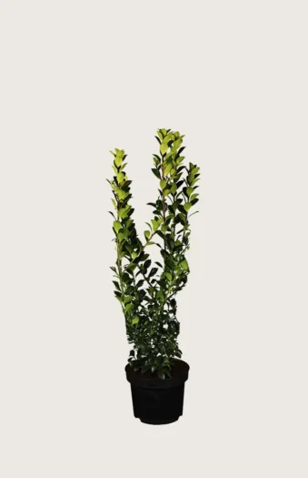Pihaorjanlaakeri Blue Prince 60cm Outlet | Plantinavia