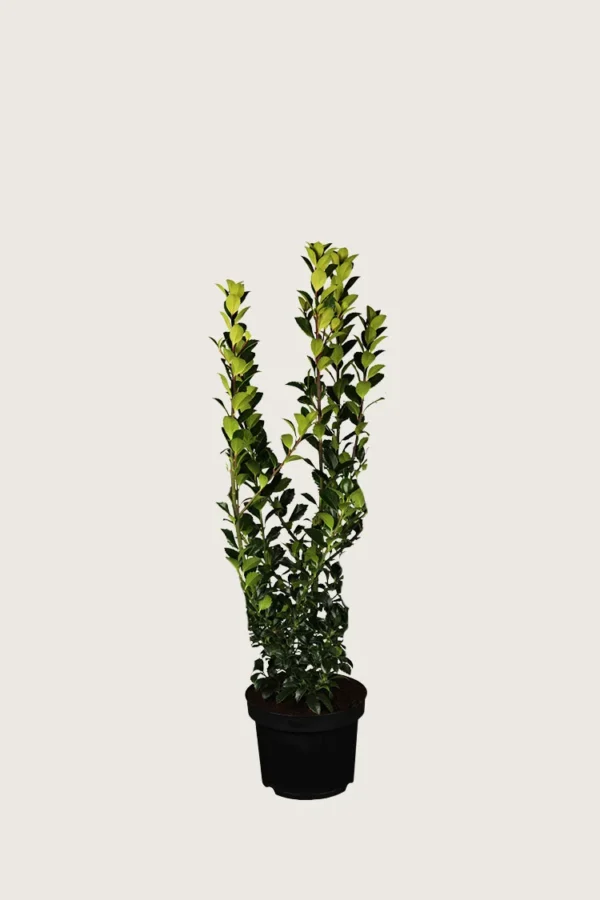 Pihaorjanlaakeri Blue Prince 80cm Outlet | Plantinavia