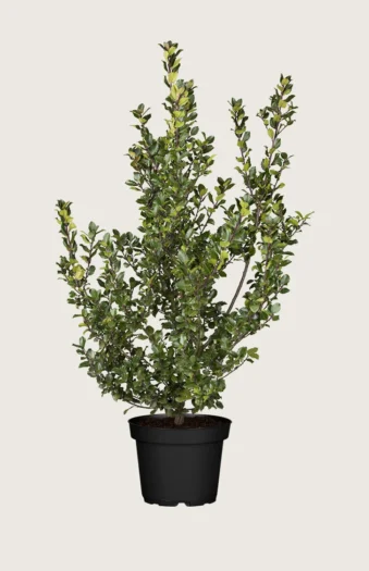 Pihaorjanlaakeri Blue Prince 200cm Tuuhea | Plantinavia