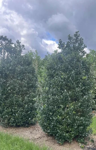 Pihaorjanlaakeri Blue Prince 125cm Hyvin tuuhea | Plantinavia