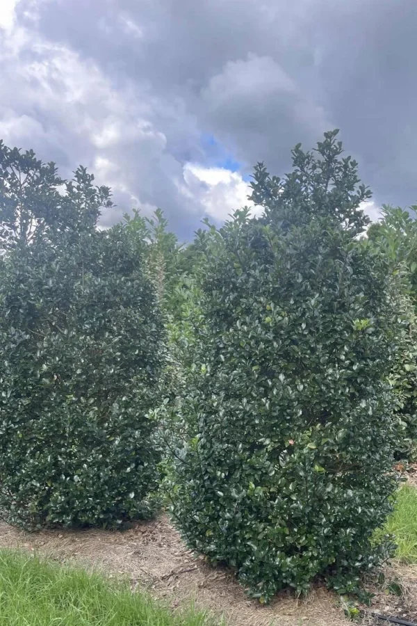 Pihaorjanlaakeri Blue Prince 180cm Hyvin tuuhea | Plantinavia