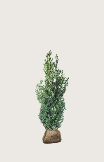 Pihaorjanlaakeri Heckenfee 80cm Hyvin tuuhea | Plantinavia