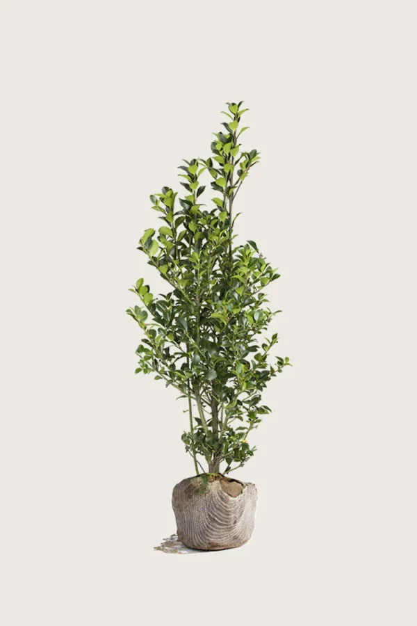 Pihaorjanlaakeri Heckenfee 100cm Outlet | Plantinavia