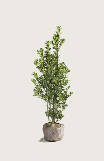 Pihaorjanlaakeri Heckenfee 150cm Outlet | Plantinavia