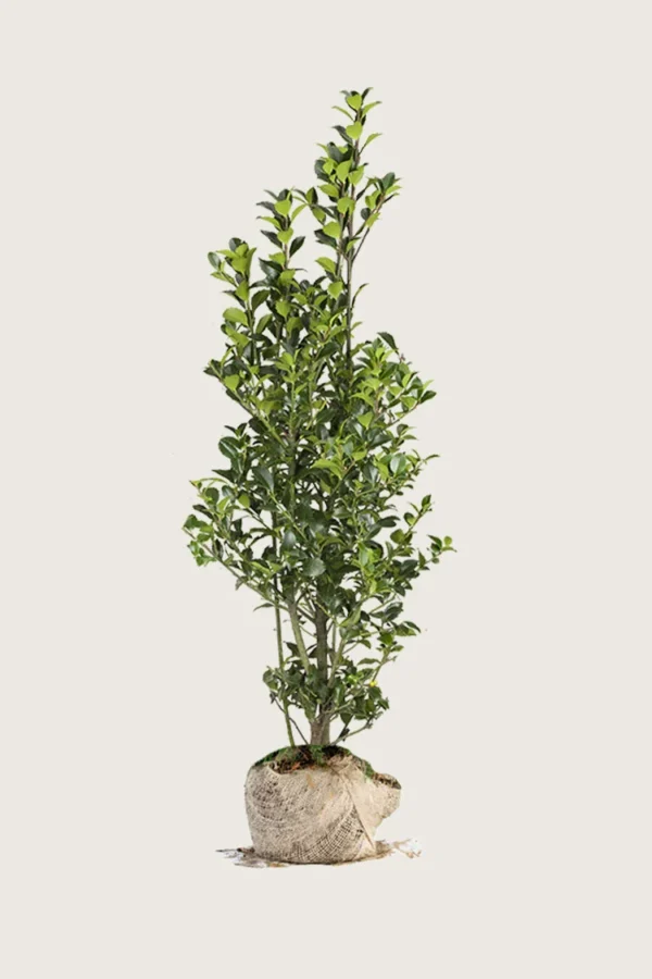 Pihaorjanlaakeri Heckenfee 250cm Outlet | Plantinavia