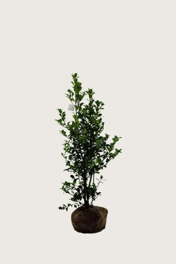 Pihaorjanlaakeri Heckenfee 60cm Outlet | Plantinavia