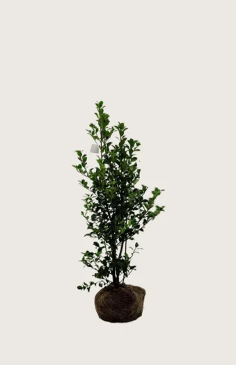 Pihaorjanlaakeri Heckenfee 80cm Outlet | Plantinavia