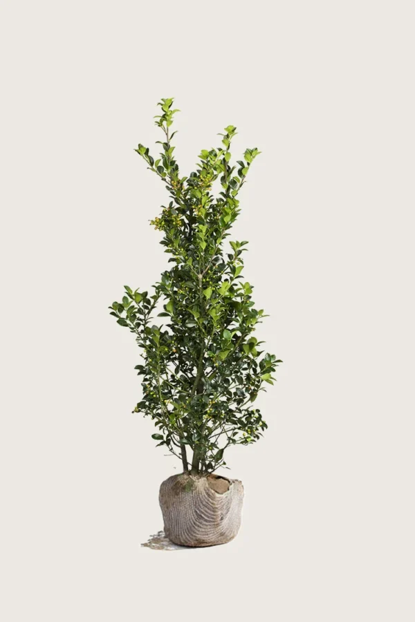 Pihaorjanlaakeri Heckenfee 150cm Tuuhea | Plantinavia