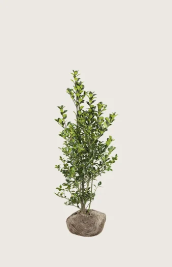 Pihaorjanlaakeri Heckenfee 80cm Tuuhea | Plantinavia