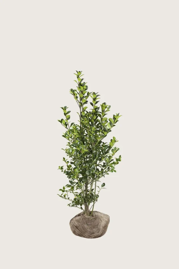 Pihaorjanlaakeri Heckenfee 80cm Tuuhea | Plantinavia