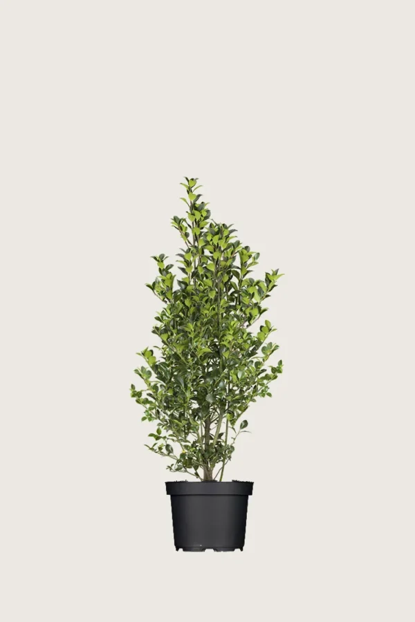 Pihaorjanlaakeri Heckenfee 80cm Hyvin tuuhea | Plantinavia