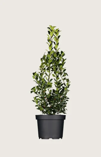 Pihaorjanlaakeri Heckenfee 125cm Outlet | Plantinavia