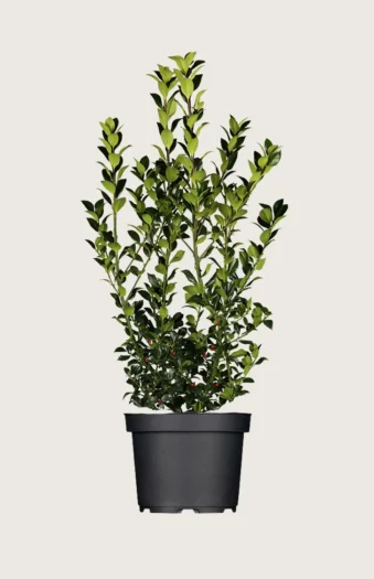 Pihaorjanlaakeri Heckenfee 225cm Outlet | Plantinavia
