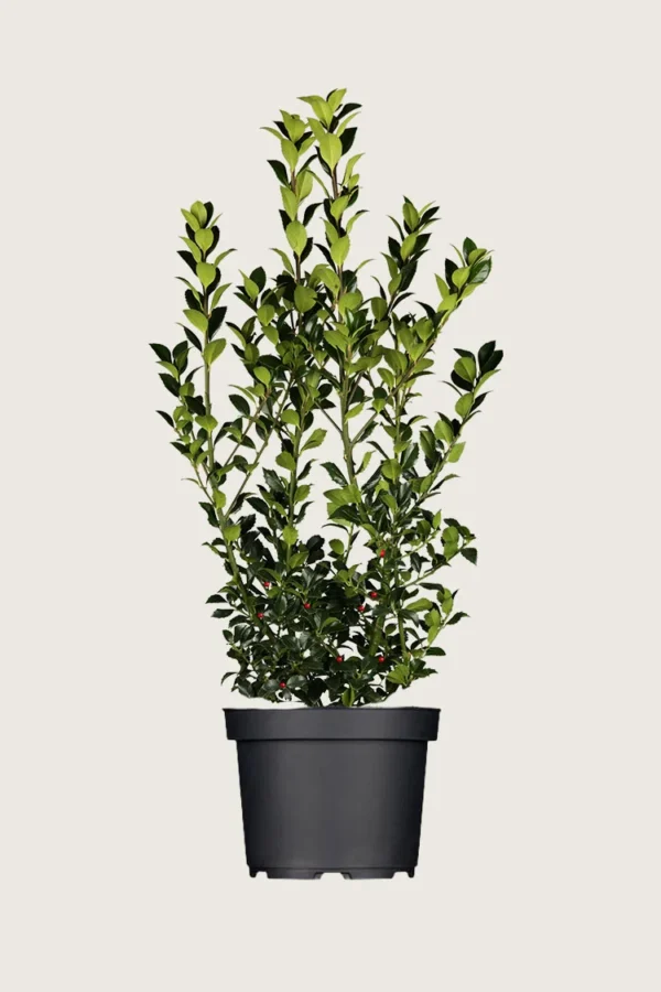 Pihaorjanlaakeri Heckenfee 225cm Outlet | Plantinavia