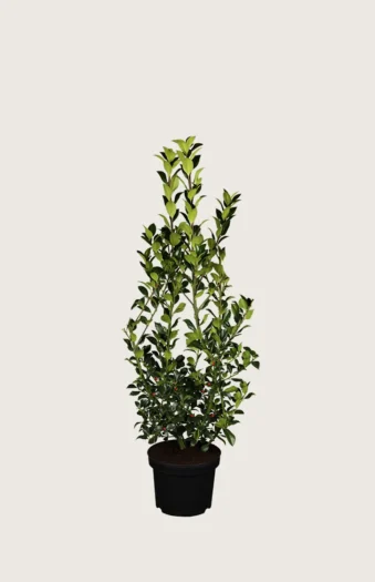 Pihaorjanlaakeri Heckenfee 60cm Outlet | Plantinavia