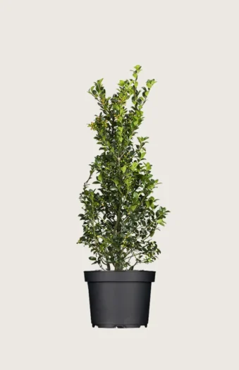 Pihaorjanlaakeri Heckenfee 100cm Tuuhea | Plantinavia