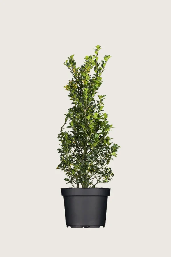 Pihaorjanlaakeri Heckenfee 150cm Tuuhea | Plantinavia