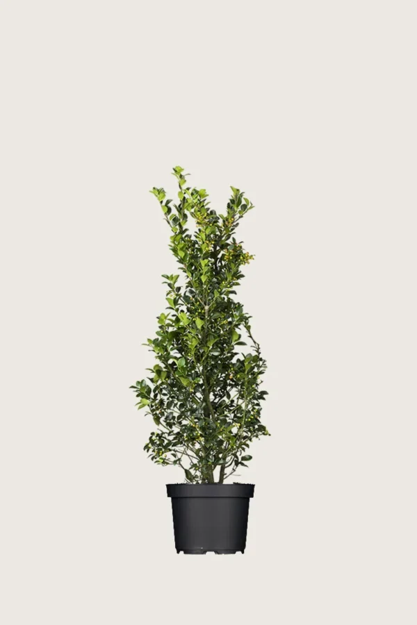 Pihaorjanlaakeri Heckenfee 60cm Tuuhea | Plantinavia