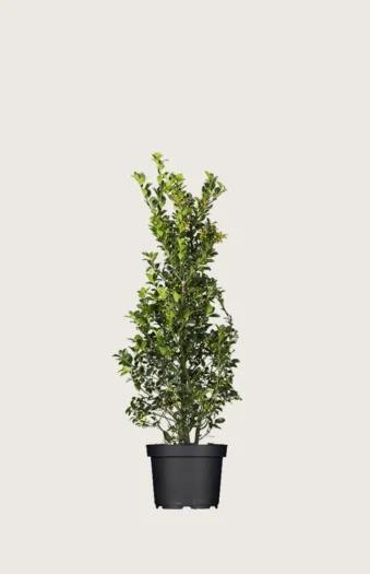 Pihaorjanlaakeri Heckenfee 80cm Tuuhea | Plantinavia