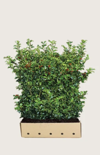 Pihaorjanlaakeri Heckenfee 120cm Hyvin tuuhea | Plantinavia