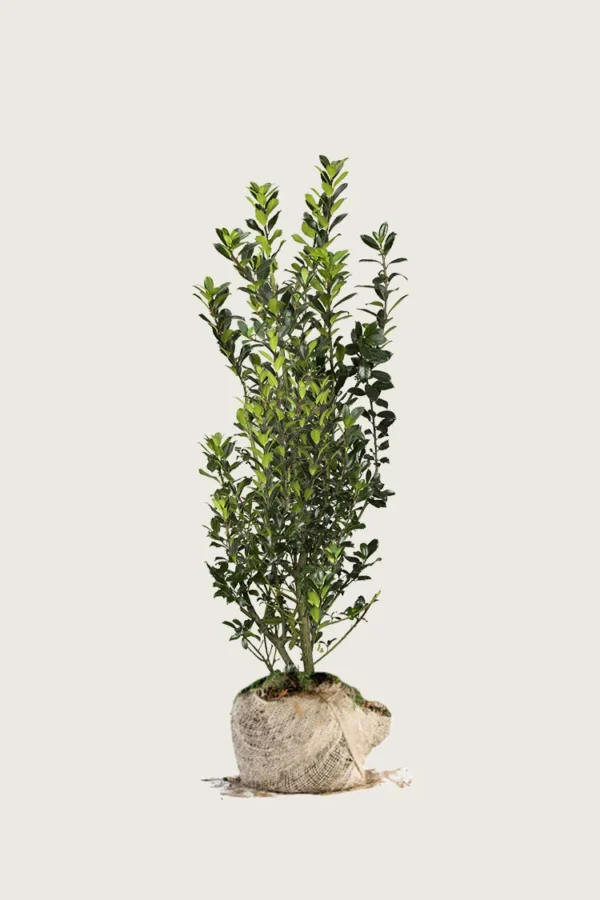 Pihaorjanlaakeri Heckenpracht 150cm Hyvin tuuhea | Plantinavia