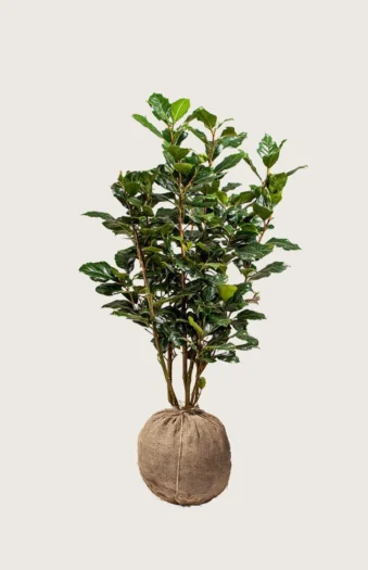 Pihaorjanlaakeri Heckenpracht 150cm Outlet | Plantinavia