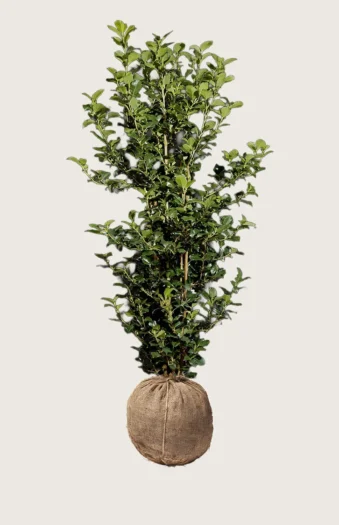 Pihaorjanlaakeri Heckenpracht 225cm Outlet | Plantinavia