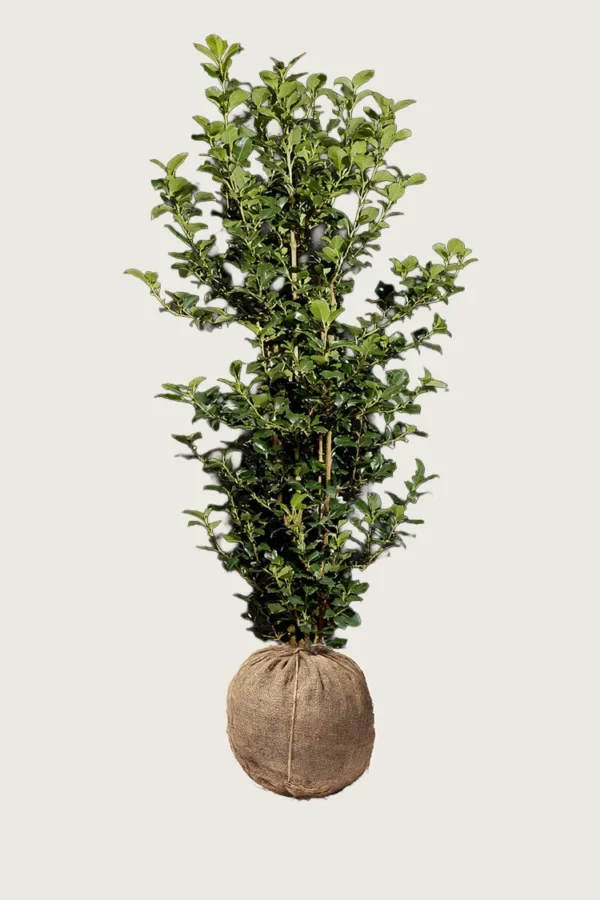 Pihaorjanlaakeri Heckenpracht 225cm Outlet | Plantinavia