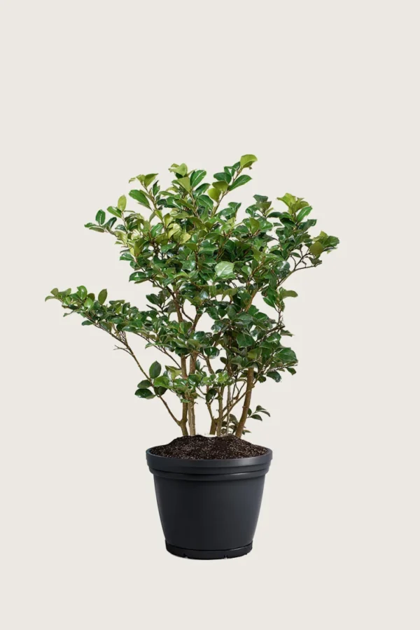 Pihaorjanlaakeri Heckenpracht 80cm Outlet | Plantinavia