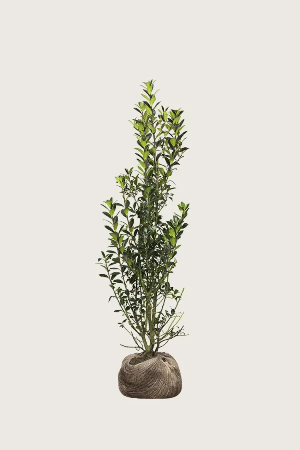 Pihaorjanlaakeri Heckenpracht 125cm Tuuhea | Plantinavia