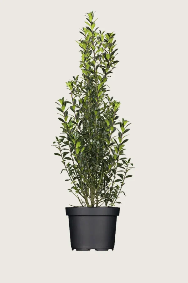 Pihaorjanlaakeri Heckenpracht 250cm Hyvin tuuhea | Plantinavia