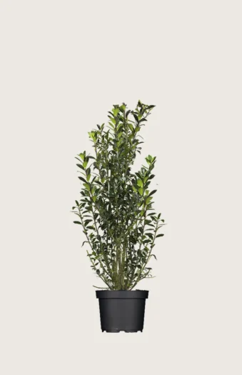 Pihaorjanlaakeri Heckenpracht 80cm Hyvin tuuhea | Plantinavia