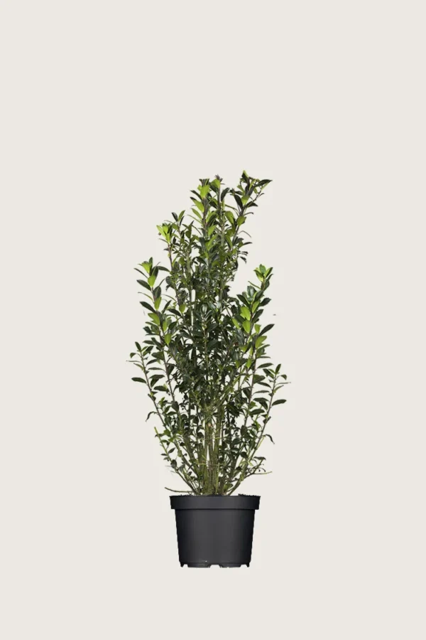 Pihaorjanlaakeri Heckenpracht 80cm Hyvin tuuhea | Plantinavia