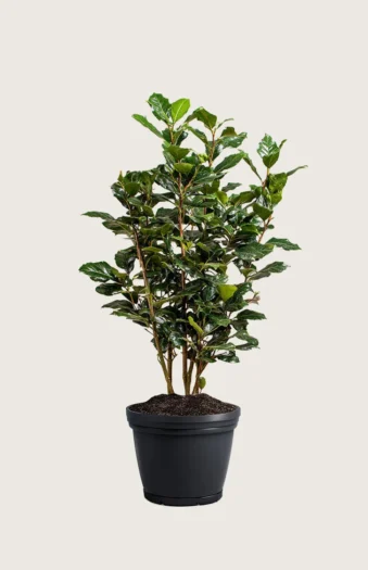 Pihaorjanlaakeri Heckenpracht 125cm Outlet | Plantinavia