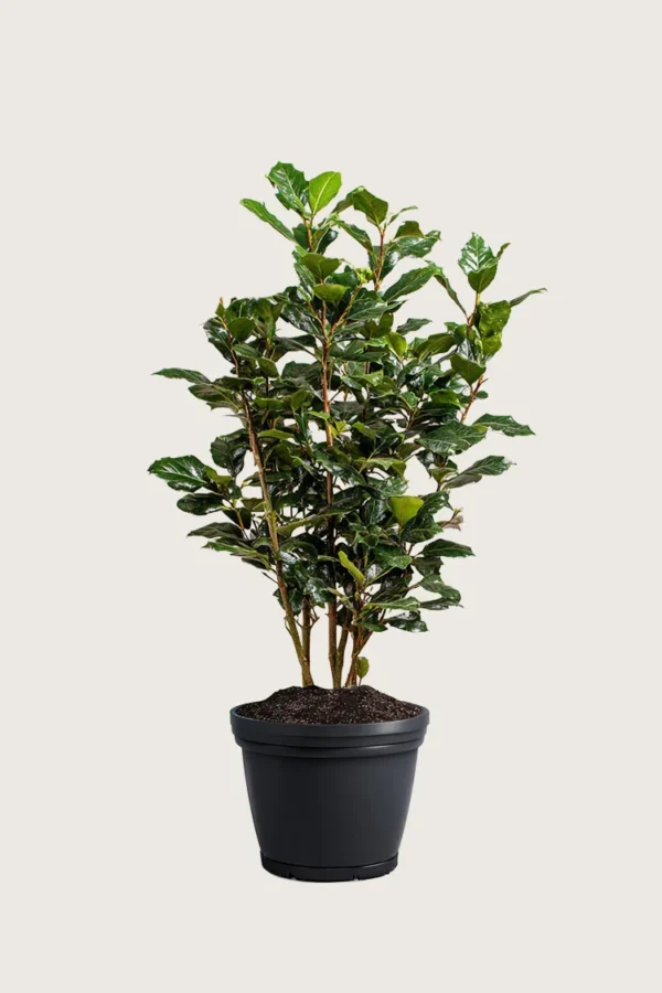 Pihaorjanlaakeri Heckenpracht 125cm Outlet | Plantinavia
