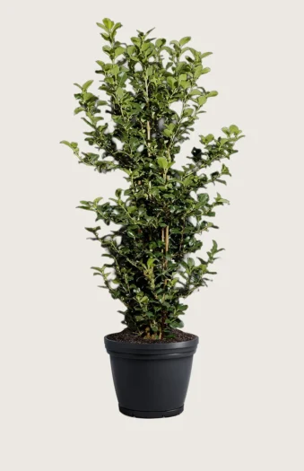 Pihaorjanlaakeri Heckenpracht 200cm Outlet | Plantinavia