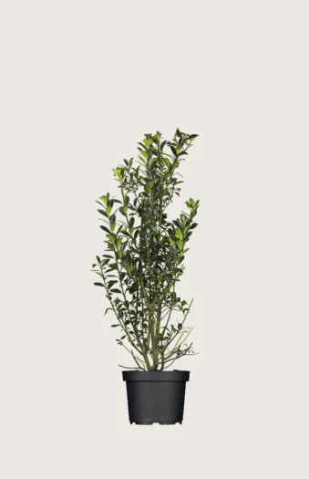 Pihaorjanlaakeri Heckenpracht 60cm Tuuhea | Plantinavia