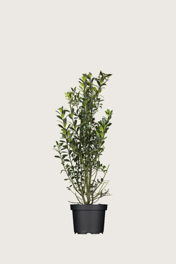 Pihaorjanlaakeri Heckenpracht 60cm Tuuhea | Plantinavia