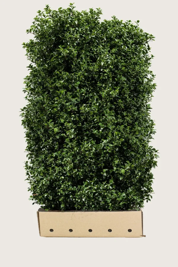 Pihaorjanlaakeri Heckenpracht 250cm Hyvin tuuhea | Plantinavia