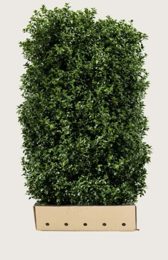 Pihaorjanlaakeri Heckenpracht 300cm Hyvin tuuhea | Plantinavia