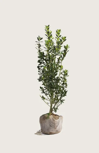 Pihaorjanlaakeri Heckenstar 100cm Outlet | Plantinavia