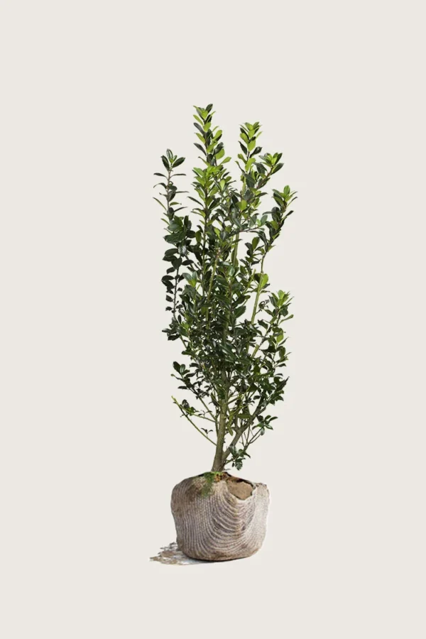 Pihaorjanlaakeri Heckenstar 150cm Outlet | Plantinavia
