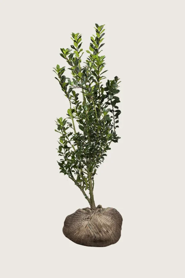 Pihaorjanlaakeri Heckenstar 200cm Outlet | Plantinavia