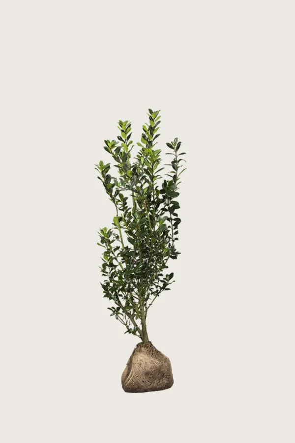 Pihaorjanlaakeri Heckenstar 40cm Outlet | Plantinavia